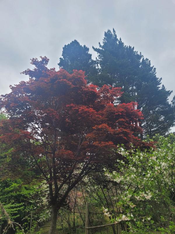 3 Bedroom Property for Sale in Hogsback Eastern Cape